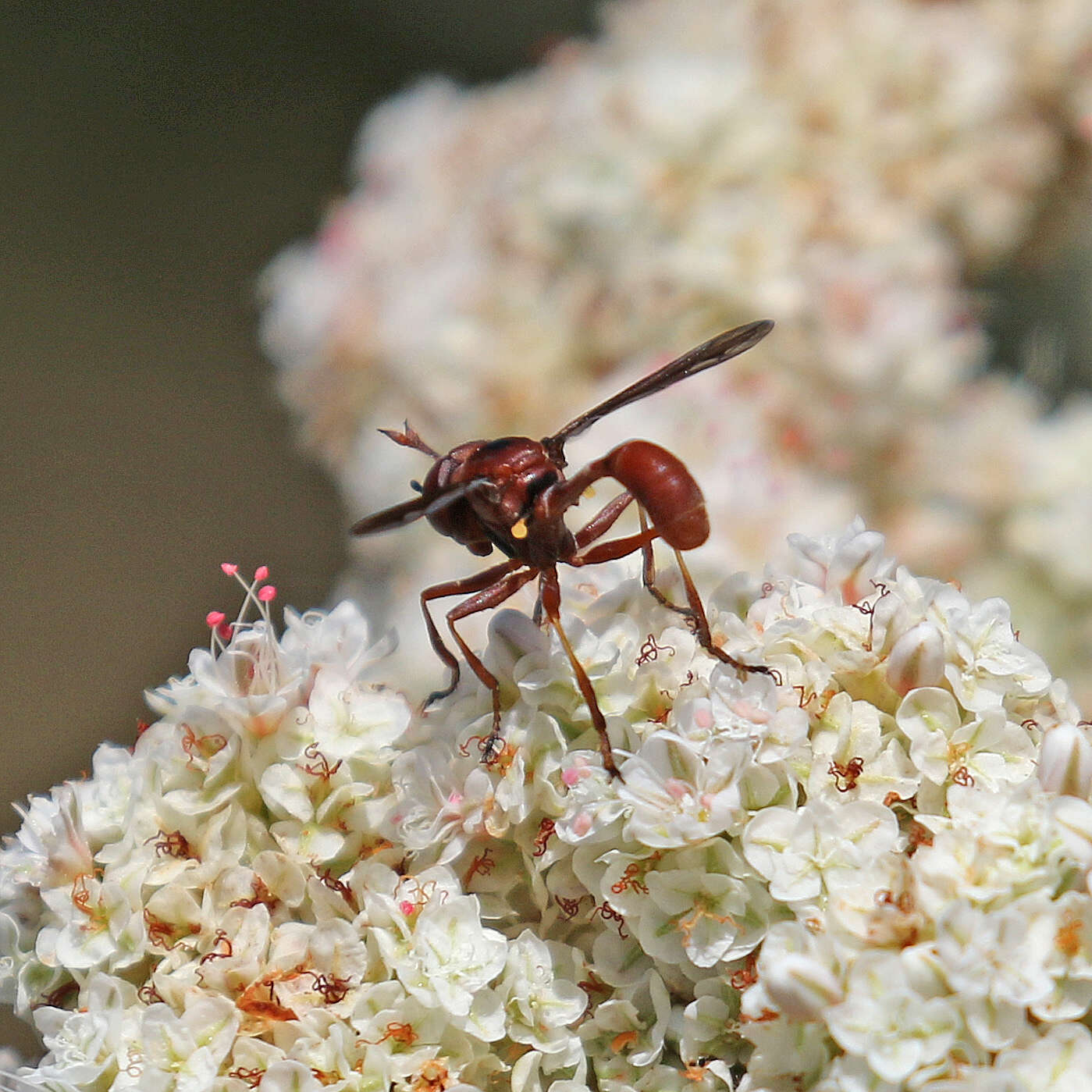 صورة Physocephala burgessi (Williston 1882)