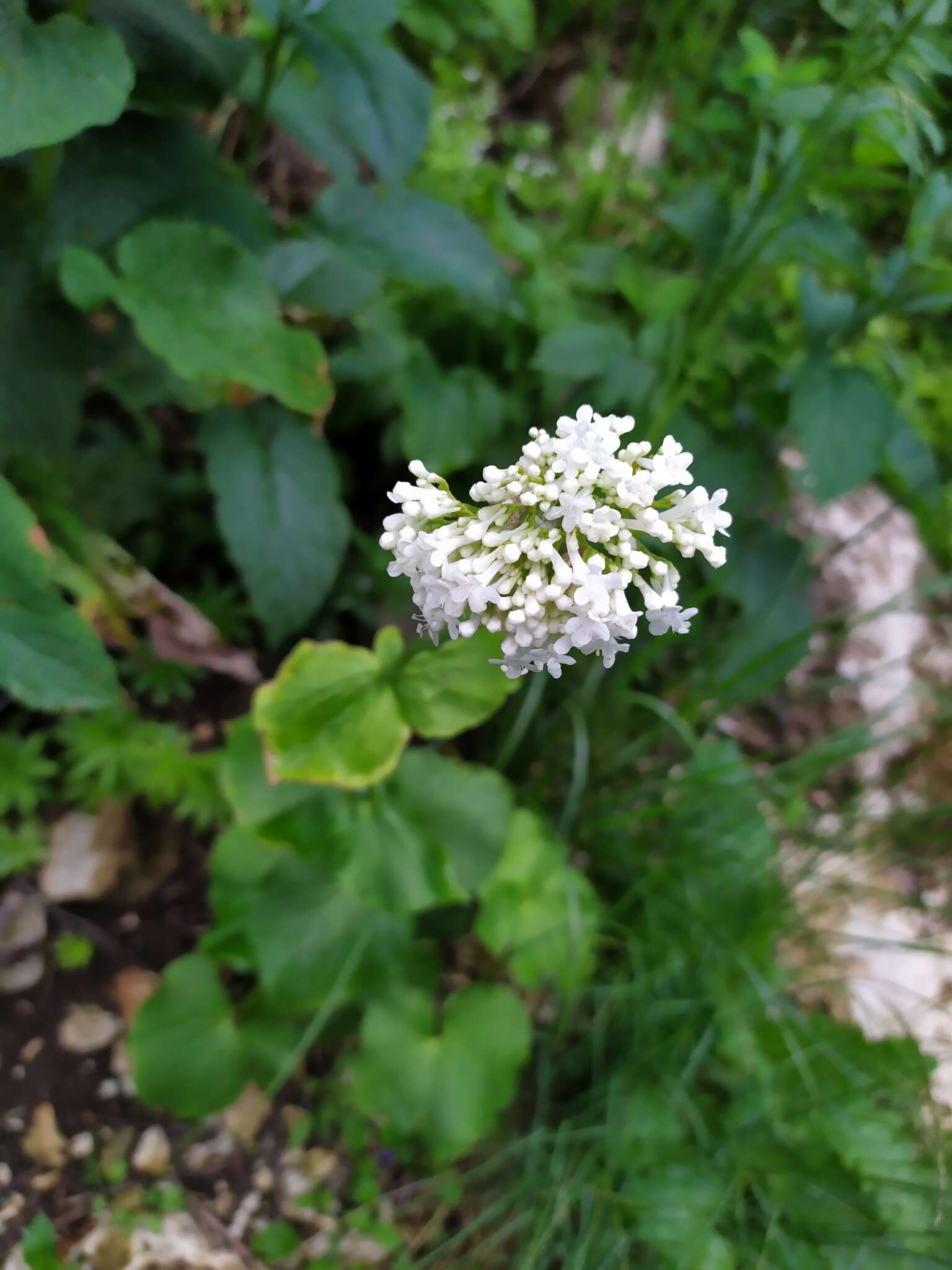 Image of Valeriana alliariifolia Adams