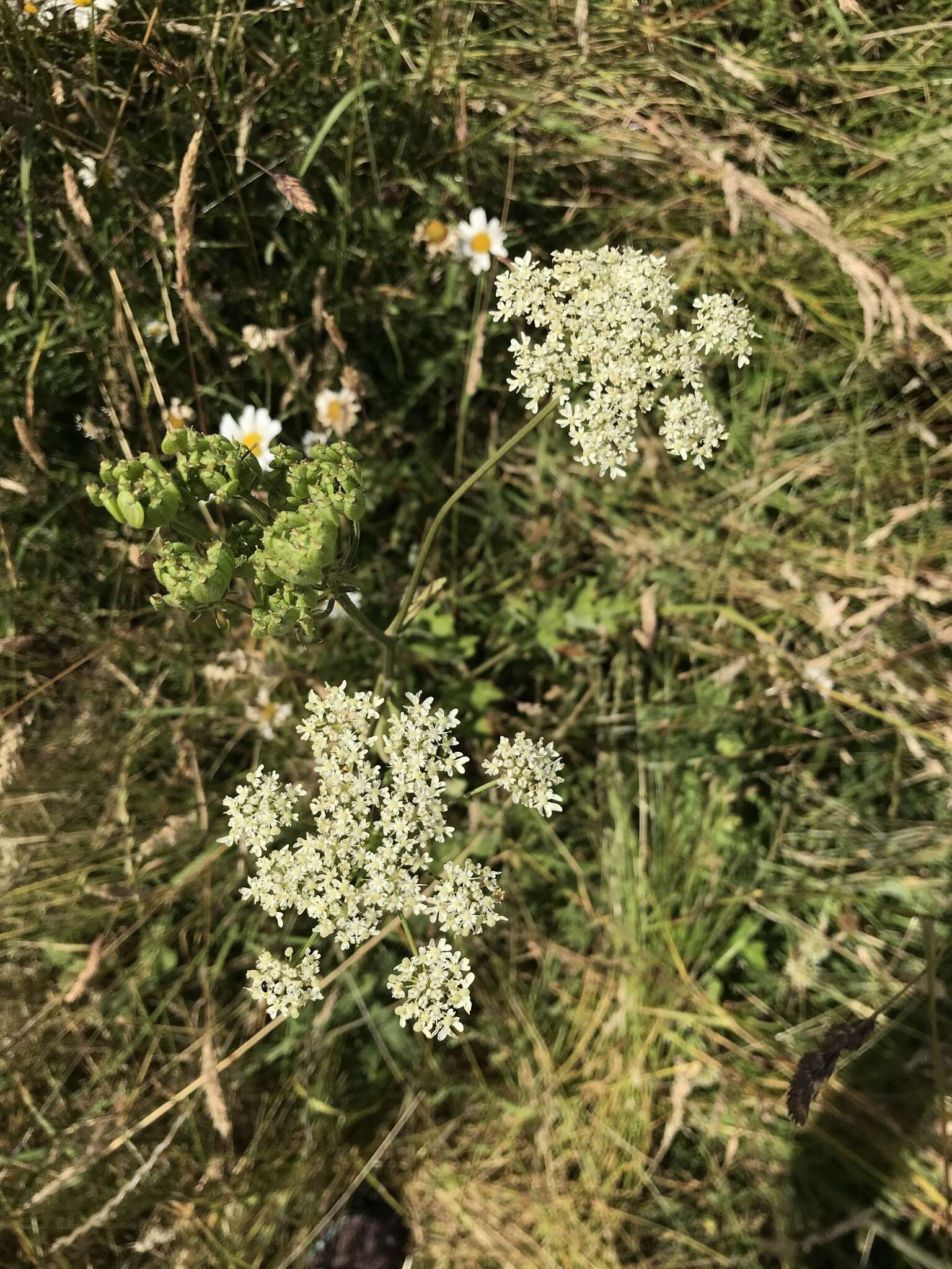 صورة Heracleum sphondylium subsp. sphondylium