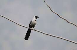 Image of Collared Treepie