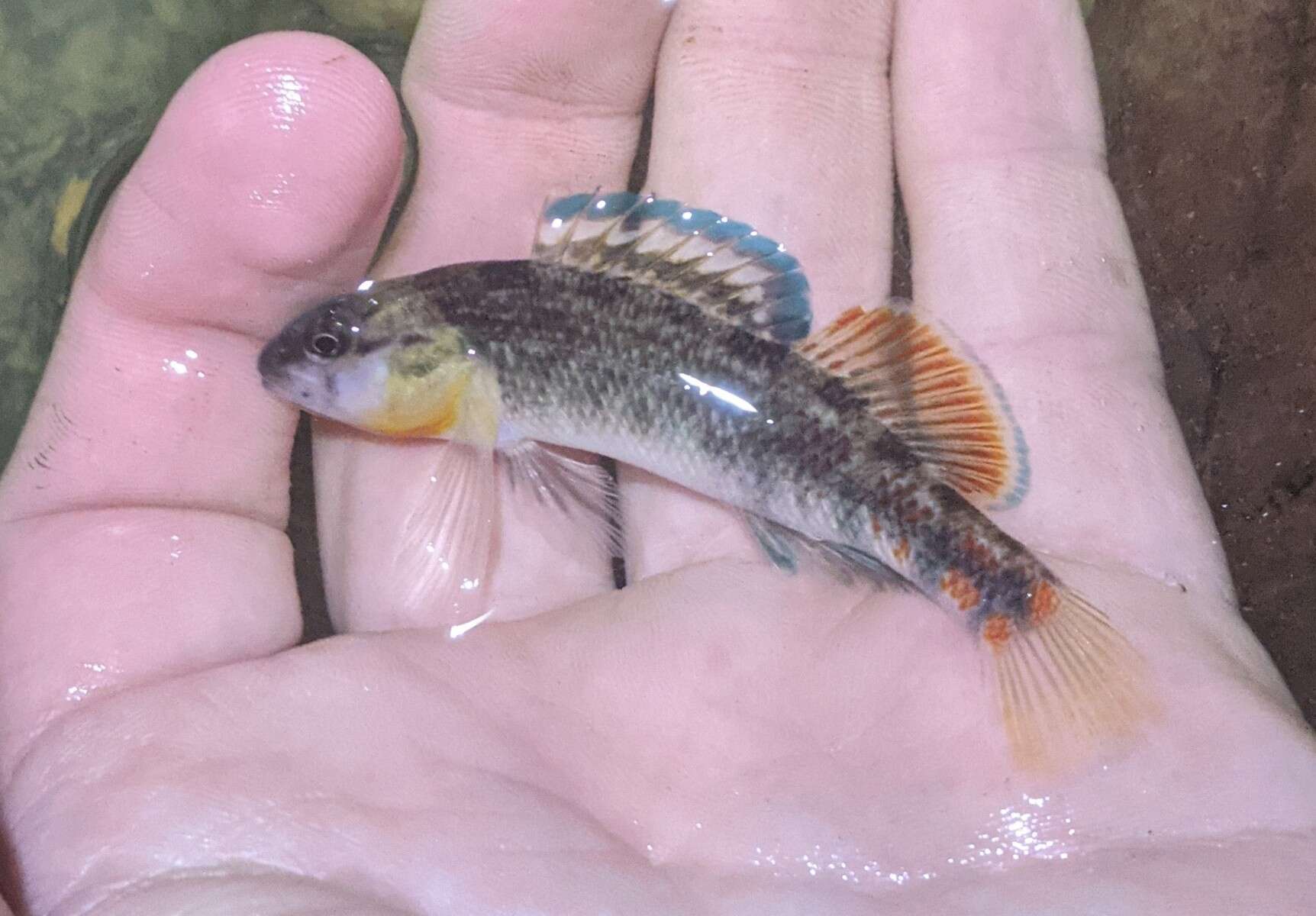 Image of Highland Rim Darter