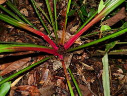 Bromelia fosteriana L. B. Sm.的圖片