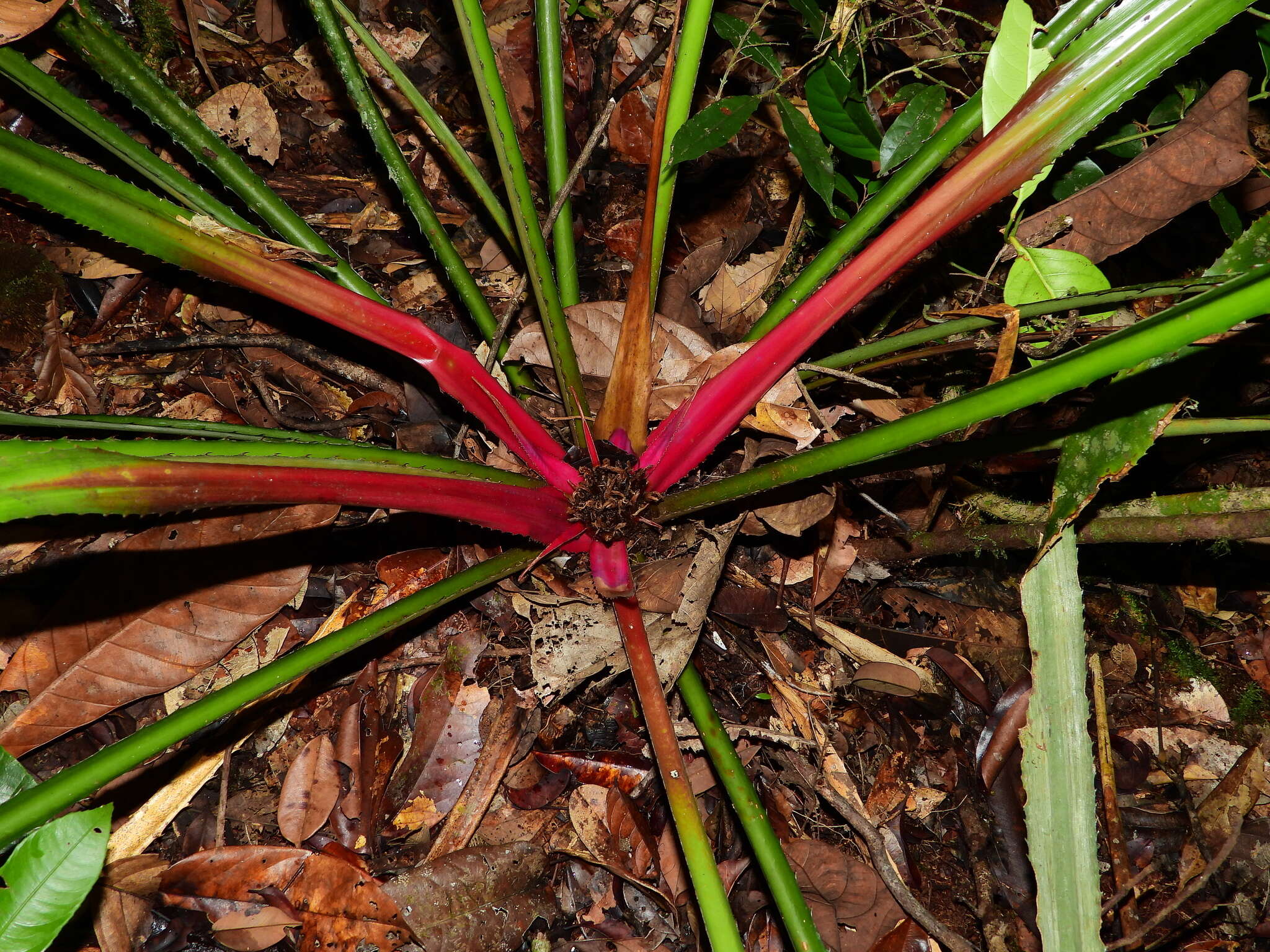 Bromelia fosteriana L. B. Sm.的圖片