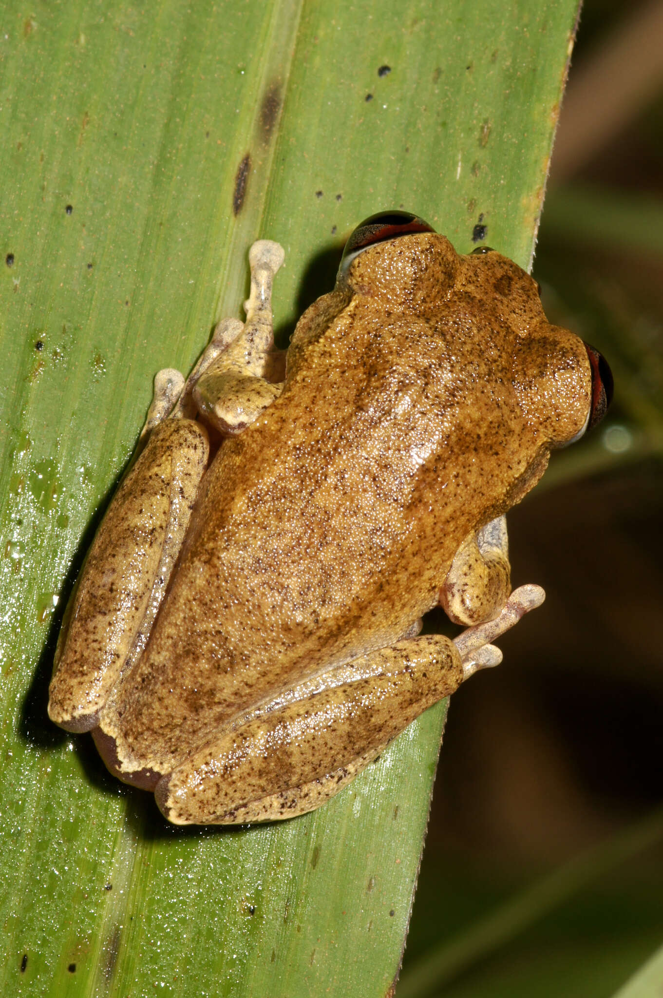 Image of Leptopelis spiritusnoctis Rödel 2007