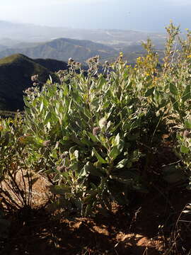 Image of Pacific yerba santa