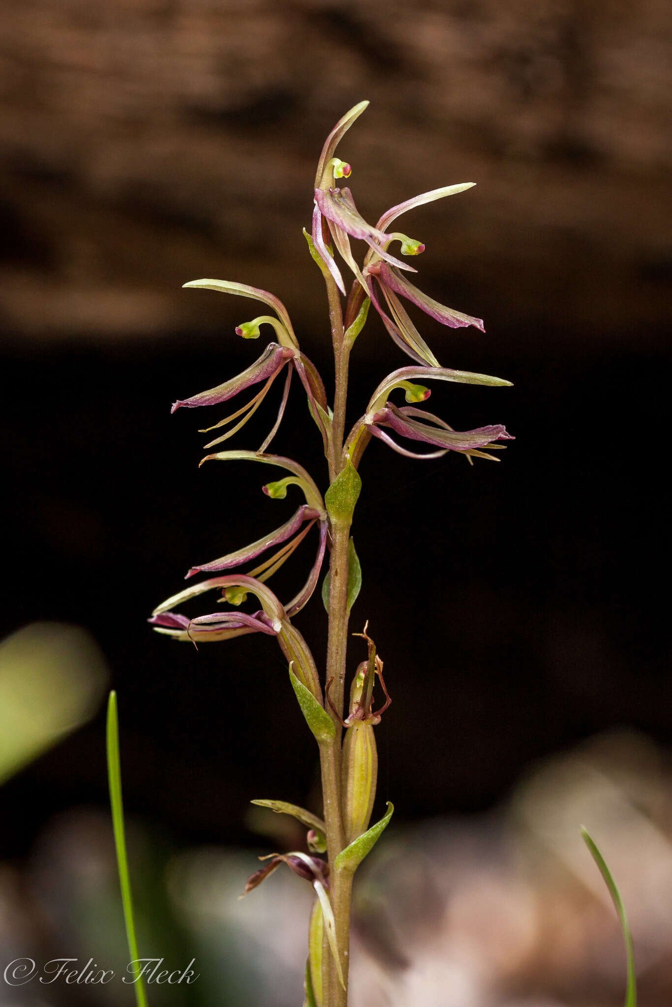 Image of Large gnat orchid
