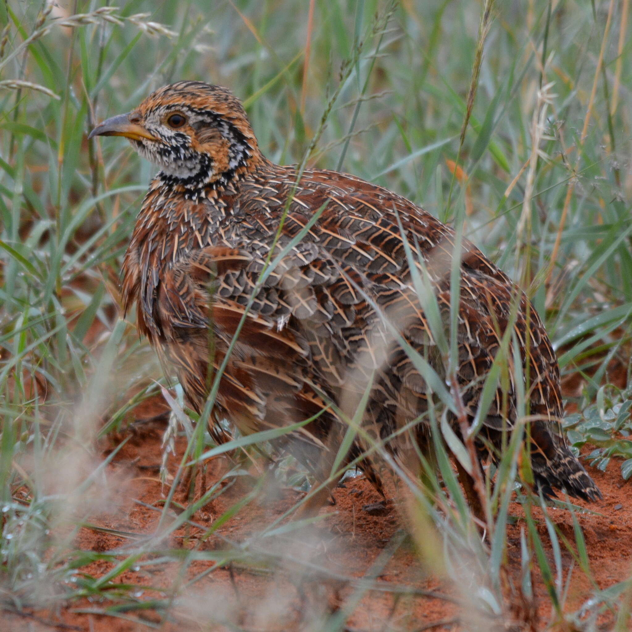 Imagem de Scleroptila gutturalis (Rüppell 1835)