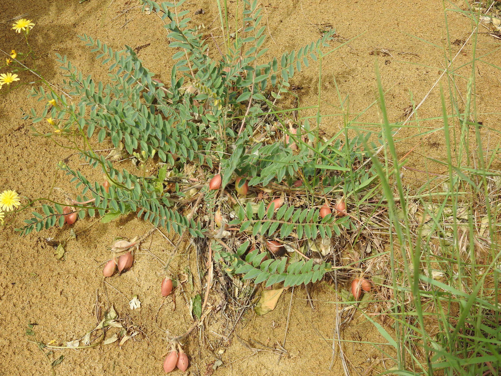 Imagem de Astragalus longipetalus Chater