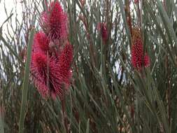 Image of Hakea francisiana F. Müll.