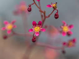 Image of Saxifraga kolenatiana Regel