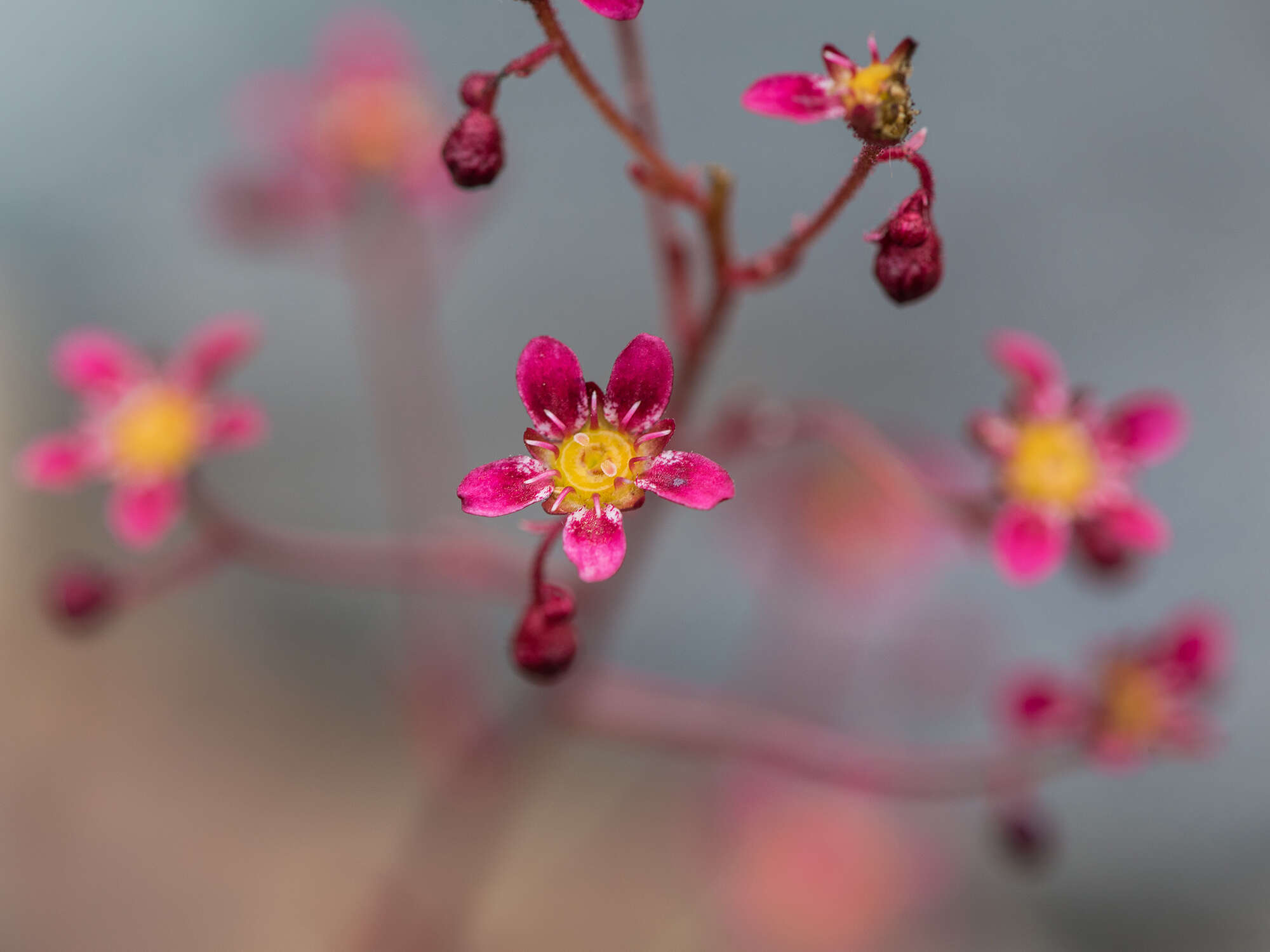 Image of Saxifraga kolenatiana Regel