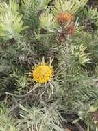 Image de Leucospermum tomentosum (Thunb.) R. Br.