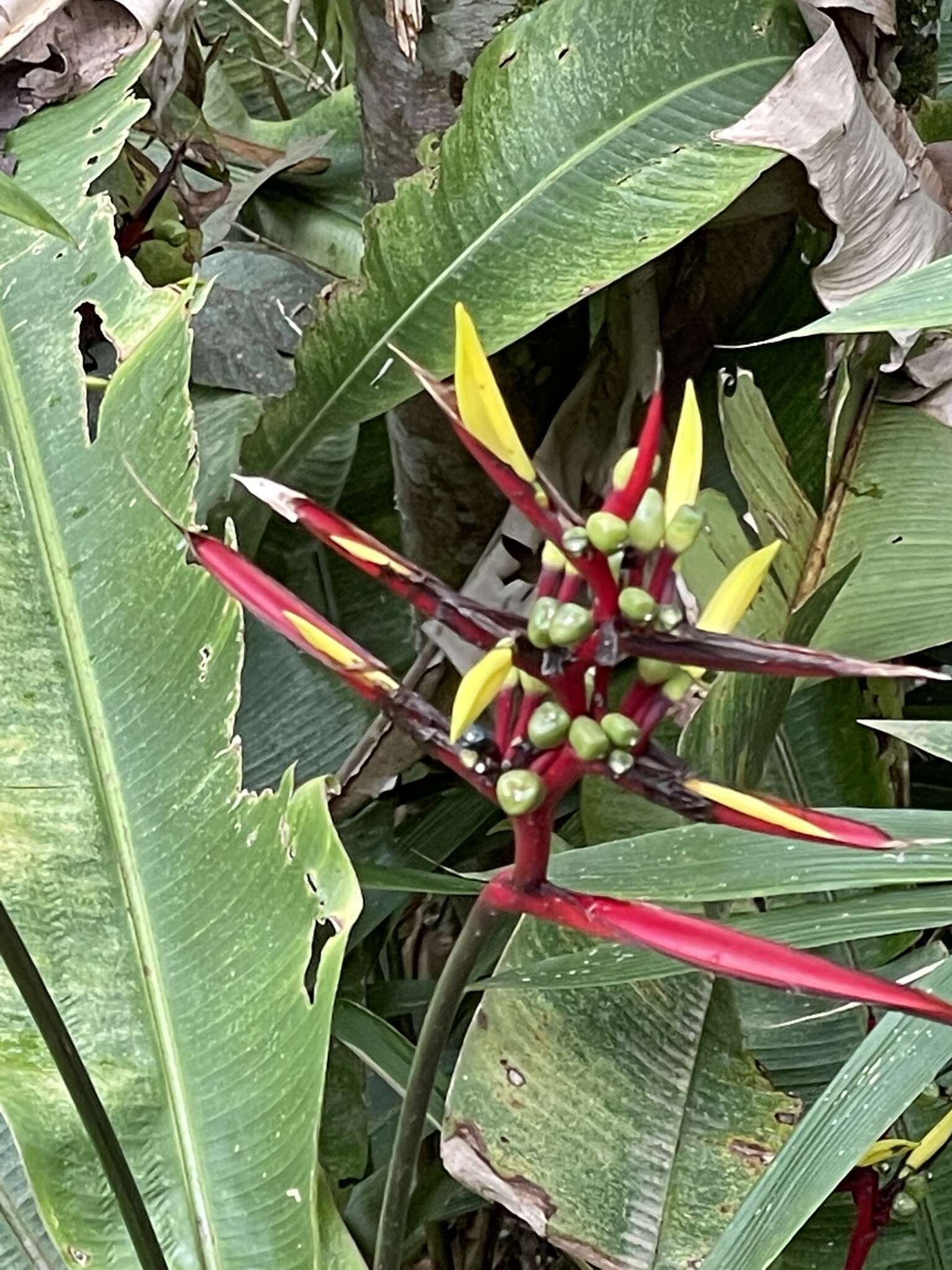 Image of wild plantain