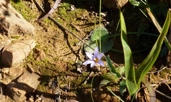 Image of Romulea schlechteri Bég.