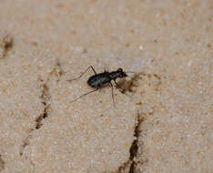 Image of Cicindela (Cicindelidia) trifasciata ascendens Le Conte 1851