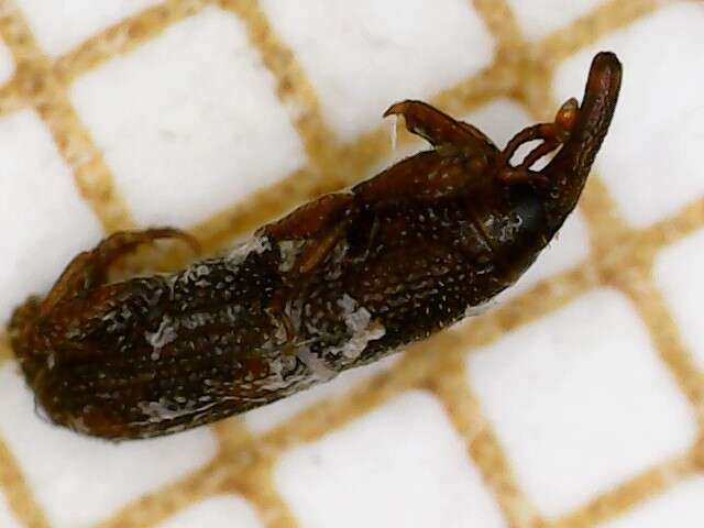 Image of rice weevil