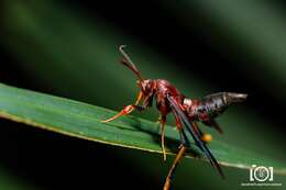 Image of Ash/Lilac Borers