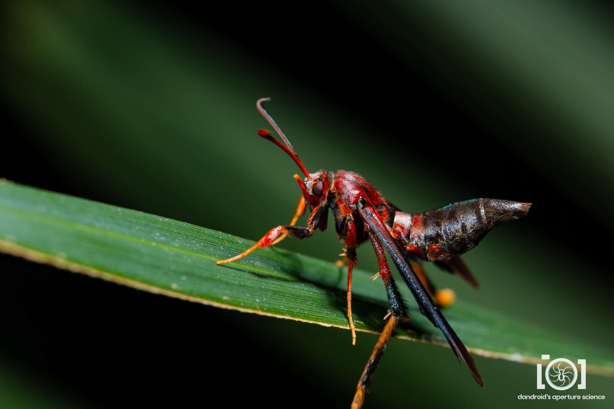 Image of Ash/Lilac Borers