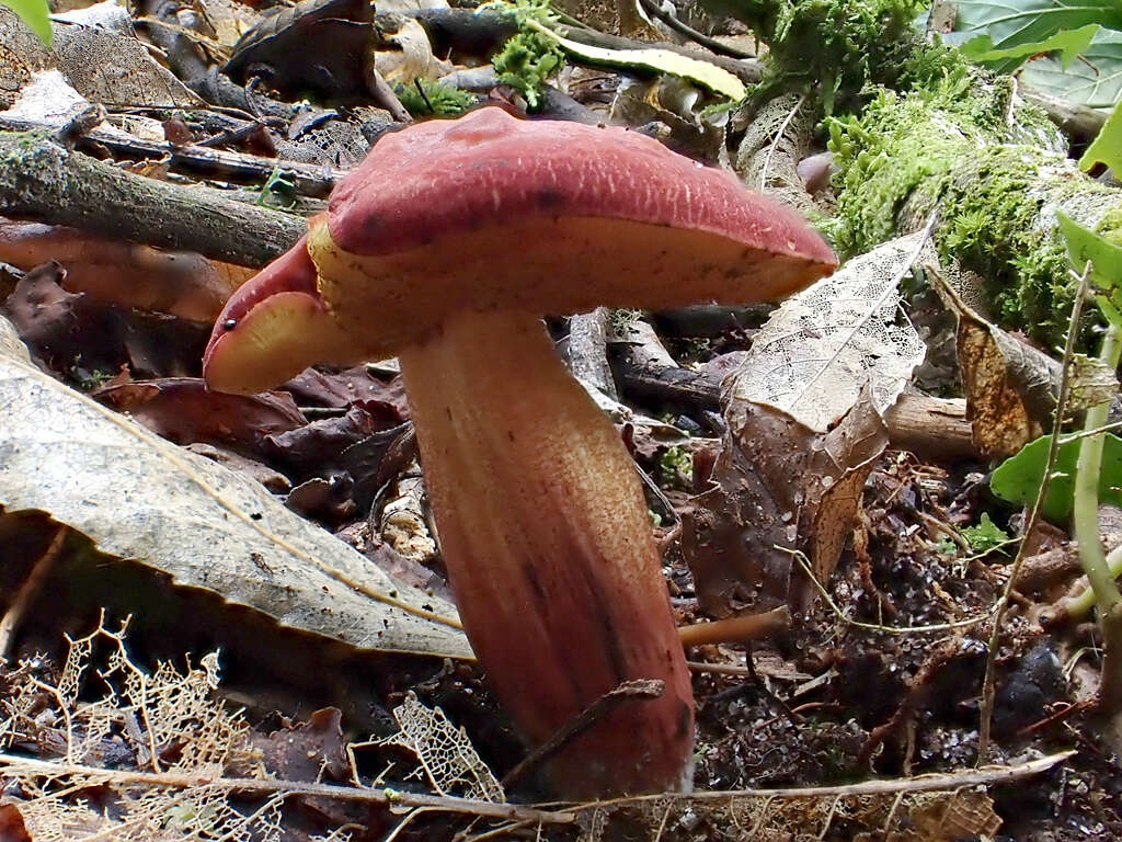 Xerocomellus ripariellus (Redeuilh) Šutara 2008 resmi