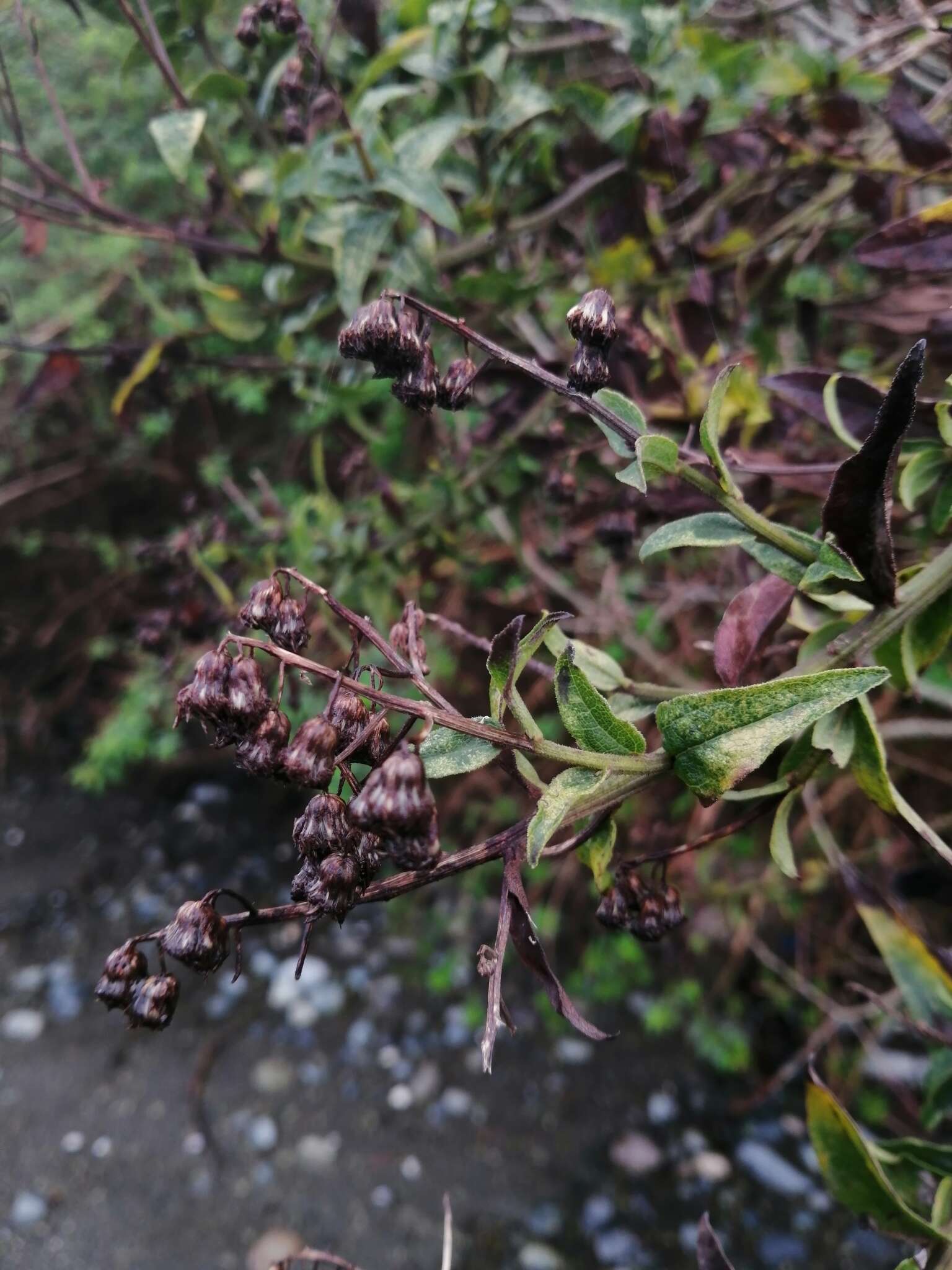 Image of Baccharis racemosa (Ruiz & Pav.) DC.