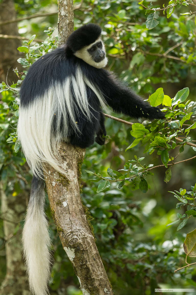 Image of Colobus guereza kikuyuensis Lönnberg 1912