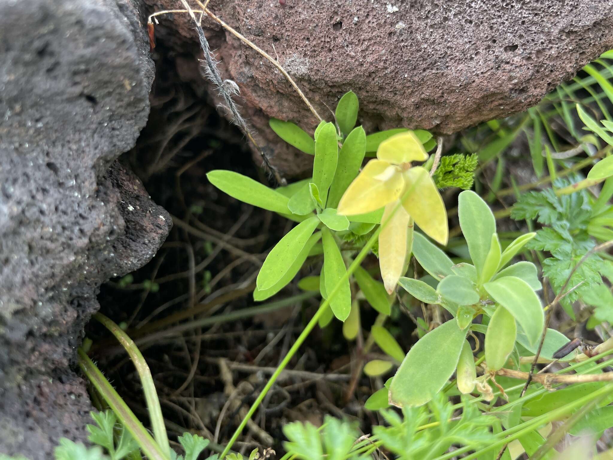 Слика од Euphorbia azorica Hochst.