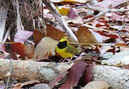 Image of Hooded Warbler