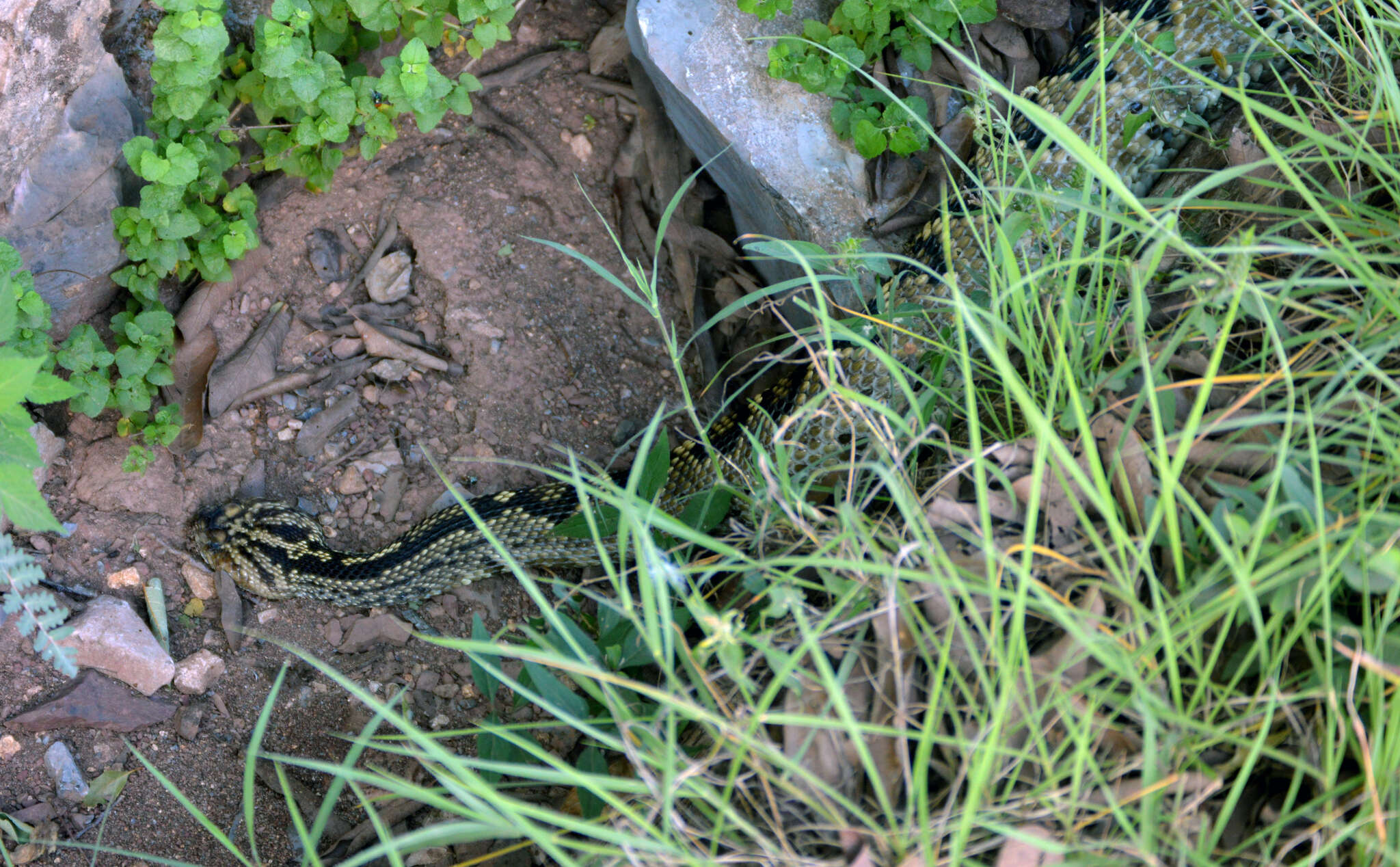 Image of Crotalus totonacus Gloyd & Kauffeld 1940