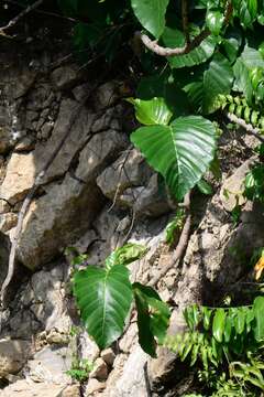 Image of Poikilospermum acuminatum (Trec.) Merr.