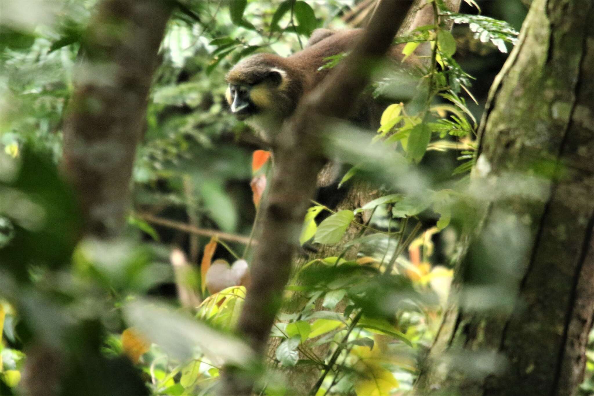 Plancia ëd Cercopithecus cephus (Linnaeus 1758)