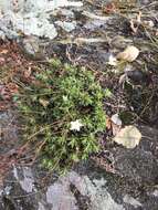 Imagem de Saxifraga tricuspidata Rottb.