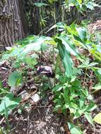 Image of Arisaema thunbergii subsp. urashima (H. Hara) H. Ohashi & J. Murata