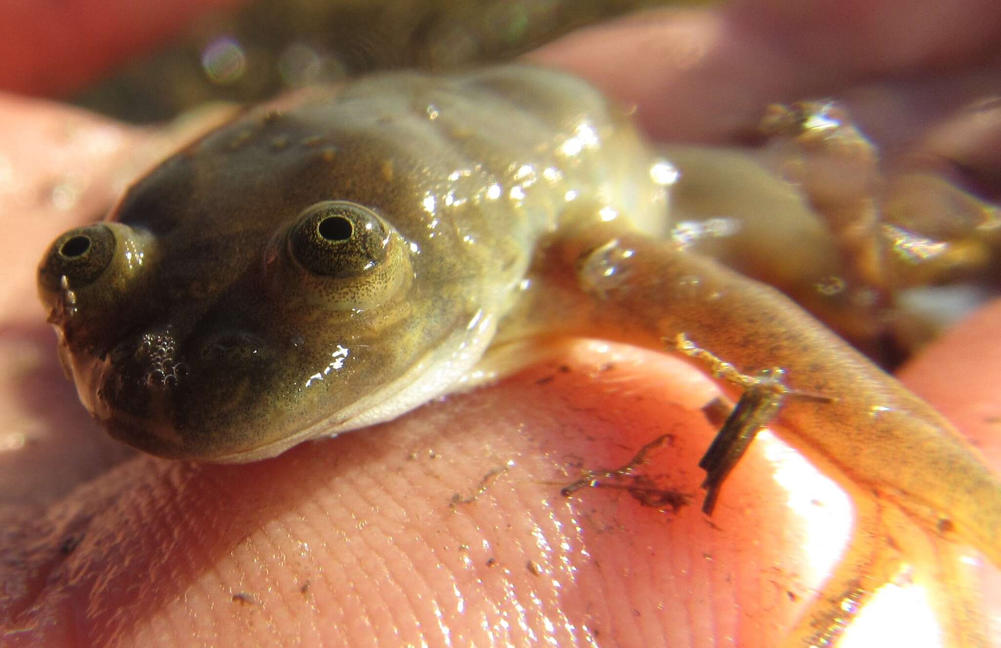 Image of Muller's clawed frog