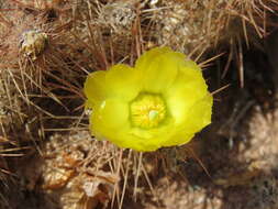 Image of Tephrocactus weberi (Speg.) Backeb.