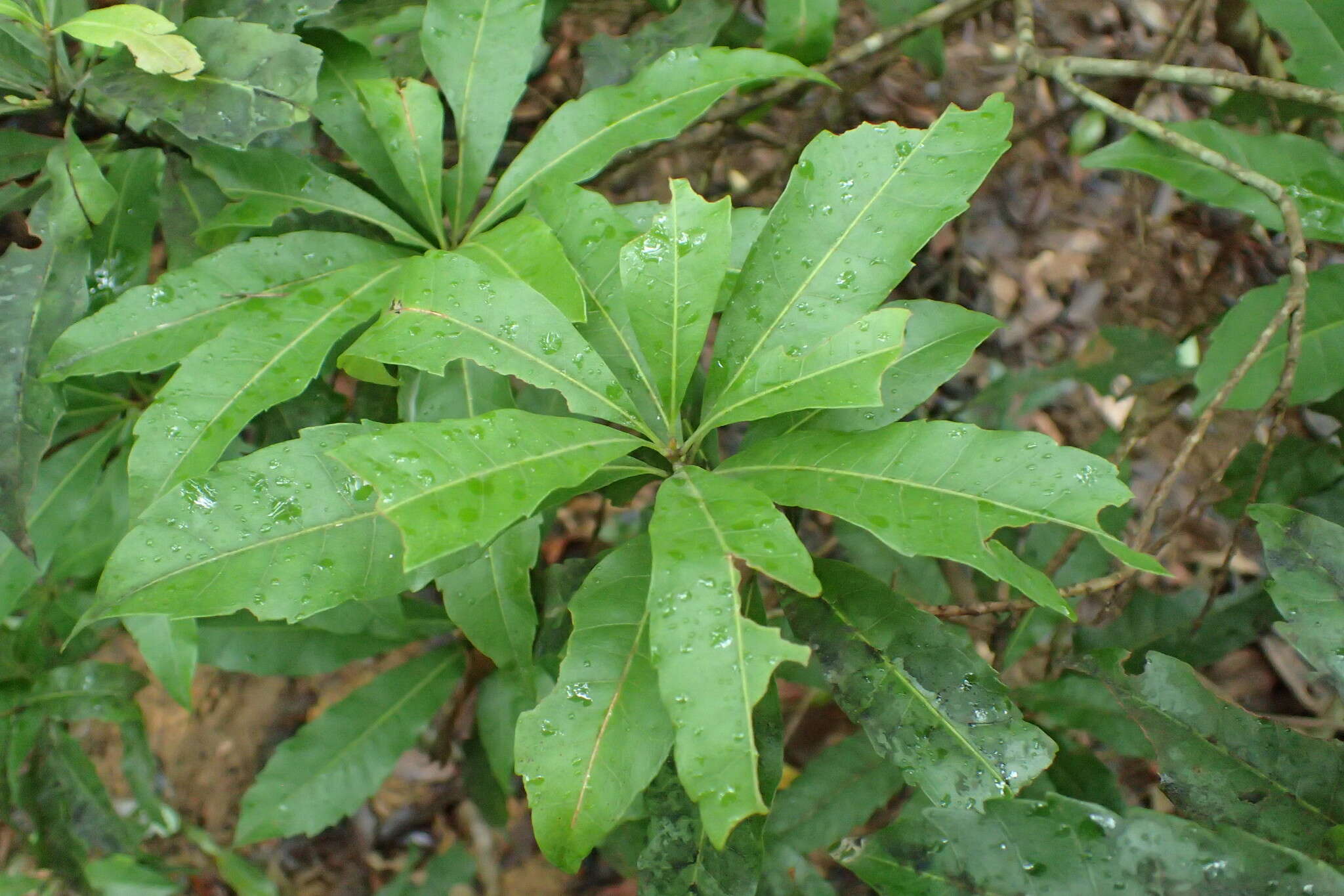 Morella rubra Lour. resmi