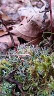 صورة Cladonia peziziformis (With.) J. R. Laundon