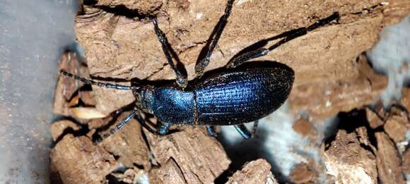 Image of <i>Helops caeruleus</i>