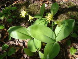 Слика од Clintonia borealis (Aiton) Raf.