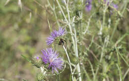 Rhodanthidium septemdentatum (Latreille 1809) resmi