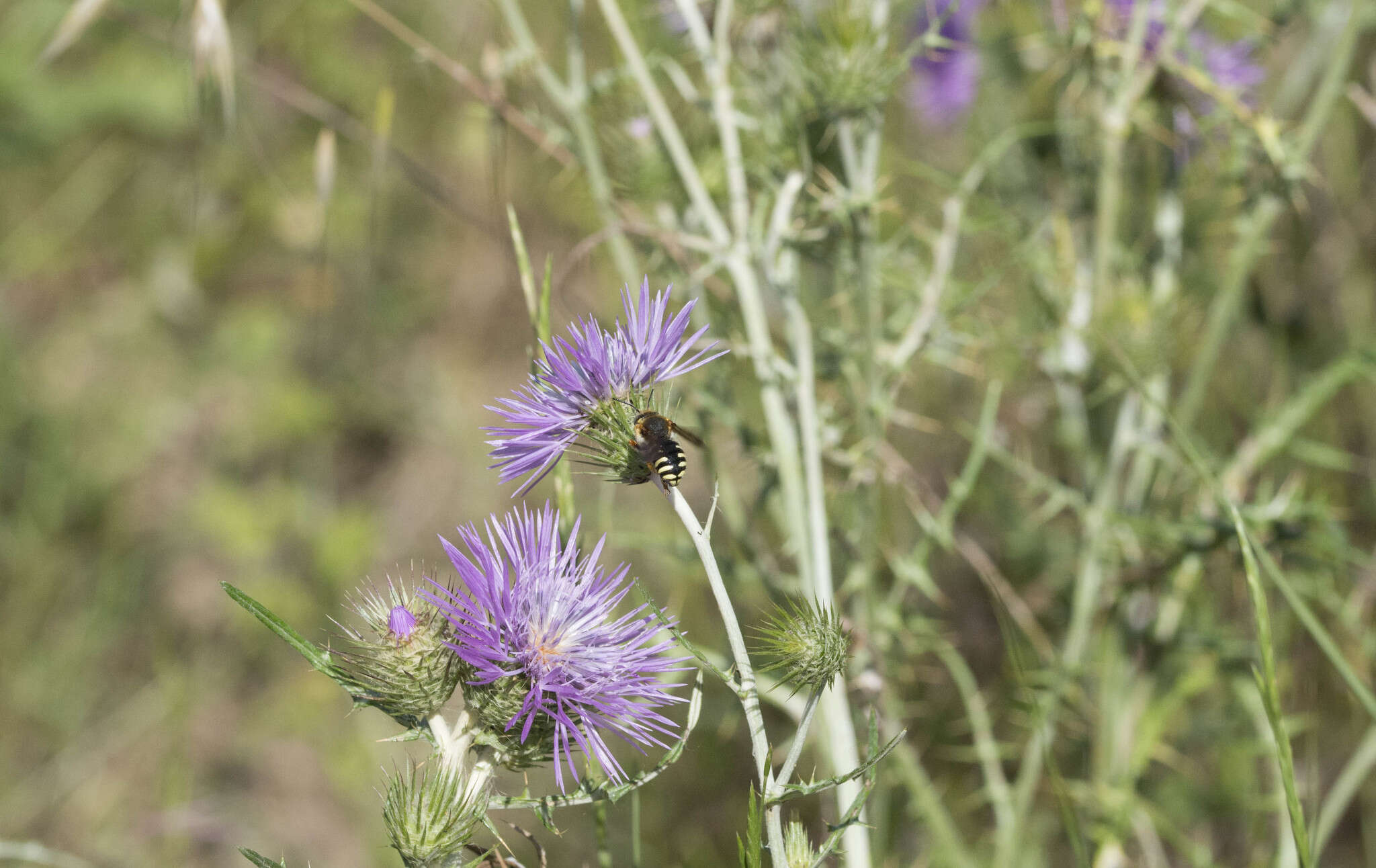 Rhodanthidium septemdentatum (Latreille 1809) resmi