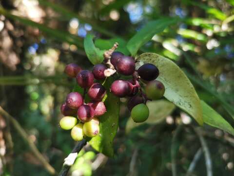 Griselinia racemosa (Phil.) Taub.的圖片