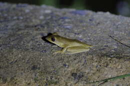 Image of Polypedates discantus Rujirawan, Stuart & Aowphol 2013