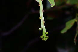 Image of Acacia complanata A. Cunn. ex Benth.