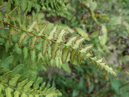 Image of Woodsia polystichoides D. C. Eat.