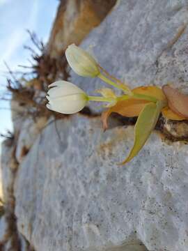 Image of Ornithogalum richtersveldensis