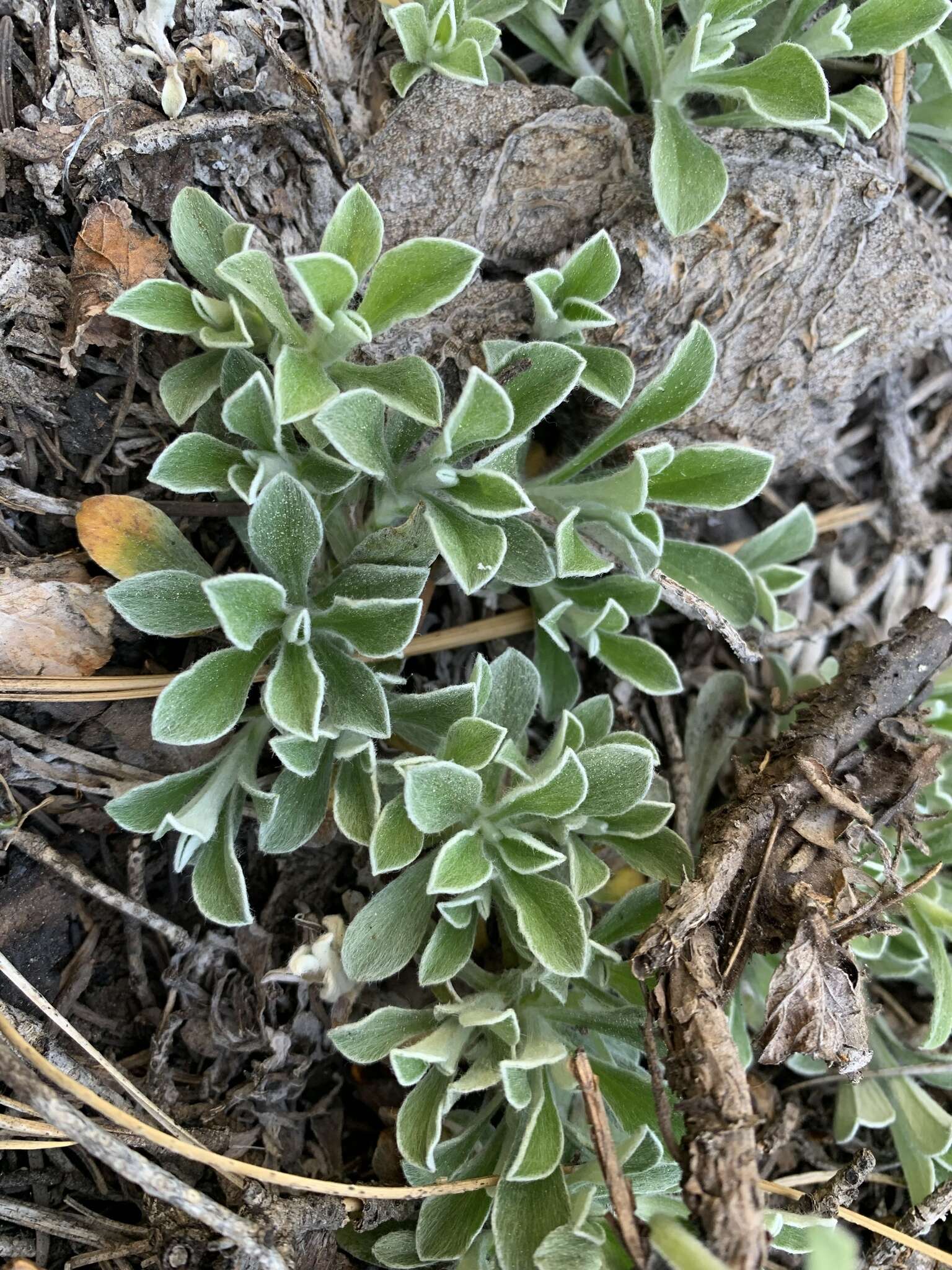 Imagem de Antennaria marginata Greene