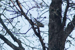 Image of Mountain Chickadee