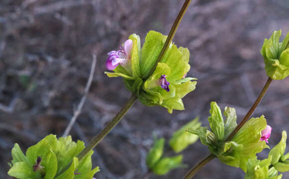 Imagem de Salvia multicaulis Vahl