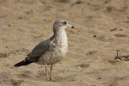 Larus californicus Lawrence 1854 resmi