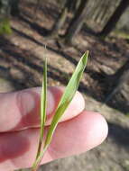 Image of broad-leaved meadow-grass